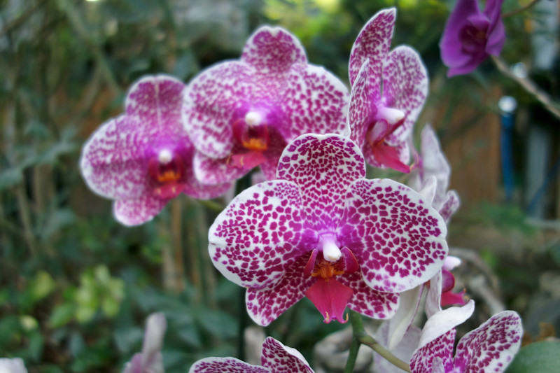 Delle orchidee (Phalaenopsis), magnifico esempio di fiori di angiosperme.