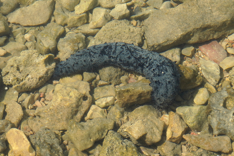 Un cetriolo di mare (Holothuria) in un basso fondale a Cres, Croazia.