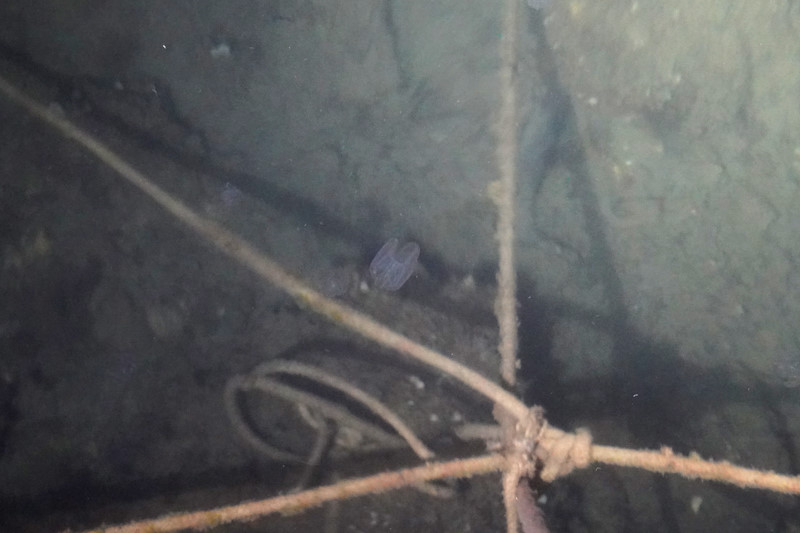 Una Noce di mare (Mnemiopsis leidyi) in un porticciolo dell'isola di Cres, Croazia.