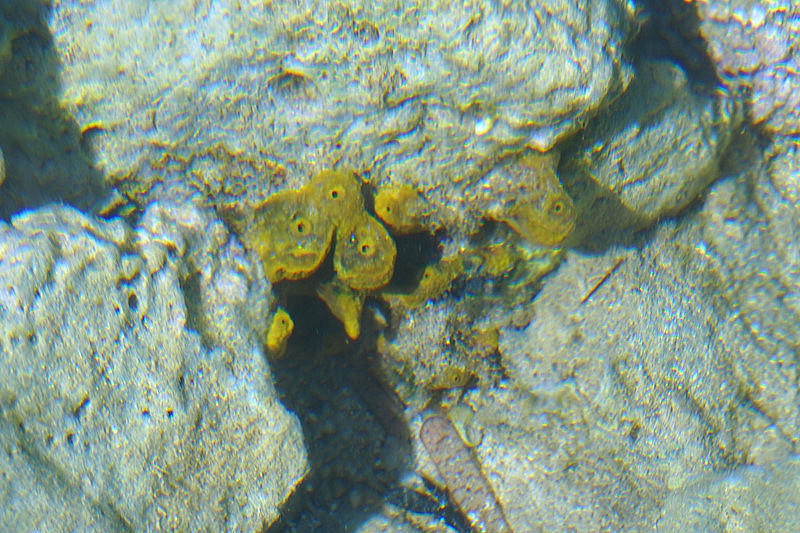 La verongia (Aplysina aerophoba), una demospongia molto comune nel mare Adriatico, con il caratteristico colore giallo vivo e gli osculi, gli orifizi circolari da cui fuoriesce l'acqua aspirata dai pori.