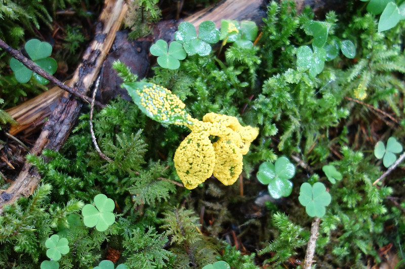Un fungo mucillaginoso (forse Leocarpus fragilis) fotografato nei pressi della malga Civertaghe, Pale di San Martino, Dolomiti.